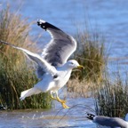 Mittelmeermöve 2 2016-01.jpg