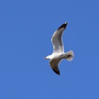 Mittelmeermöve 4 2017-01.jpg