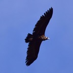 Mönchsgeier 1 2019-03.jpg