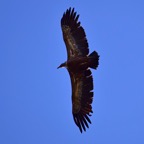 Mönchsgeier 2 2019-03.JPG