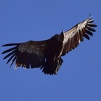 Mönchsgeier 4 2019-03.JPG