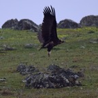 Mönchsgeier 6 2018-03.jpg