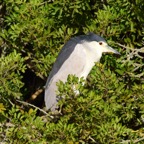 Nachtreiher 1 2019-12.jpg