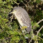 Nachtreiher 2 2019-12.jpg