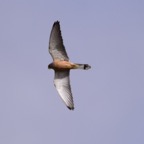 Rötelfalke 1 2018-03.jpg