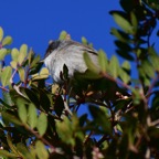 Sandkopfgrasmücke 2017-01.jpg