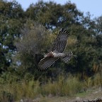 Schlangenadler 1 2018-03.jpg