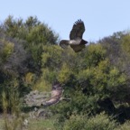 Schlangenadler 3 2018-03.jpg