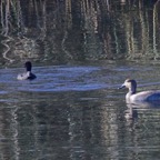 Schnatterente m 1 2019-12.jpg