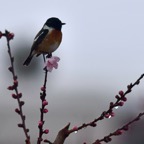 Schwarzkehlchen m 1 2018-03.jpg