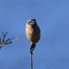 Schwarzkehlchen w 2 2019-12.jpg