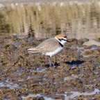 Seeregenpfeifer 2019-12.jpg