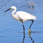 Seidenreiher 2 2016-01.jpg