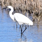 Seidenreiher 3 2016-01.jpg