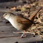 Seidensänger 1 2019-12.jpg