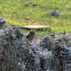 Steinkauz 1 2018-03.JPG