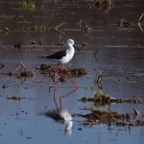 Stelzenläufer 2 2018-03.jpg