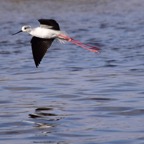 Stelzenläufer 3 2017-01.jpg