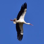 Storch 2 2018-03.jpg