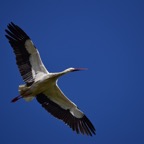 Storch 3 2018-03.jpg