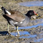 Teichhuhn 2016-01.jpg