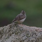 Theklalärche 2018-03.jpg