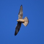 Turmfalke 3 2016-12.jpg