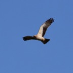 Zwergadler 1 2016-12.jpg