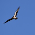 Zwergadler 2 2017-01.jpg