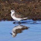 Zwergstrandläufer 2019-12.jpg