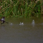 Zwergtaucher 2018-03.jpg