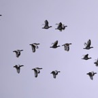 Zwergtrappen 2018-03.jpg