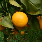 Mallorca 2015-03-090.JPG